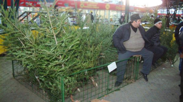 apar brazii pentru craciun pretul icirc ntre 10 si 30 de lei