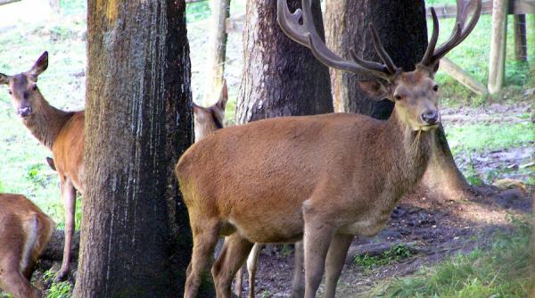 braconaj icirc n stil mare masacru de cerbi la arad