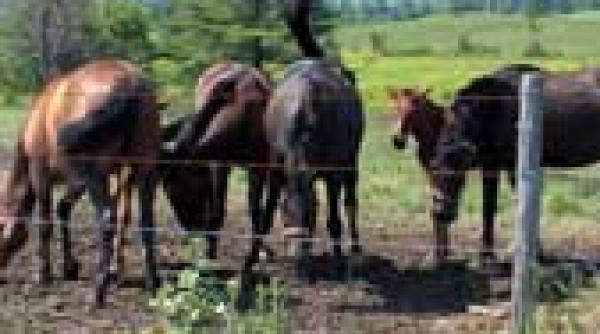 protest in tara hategului generat de sida cailor