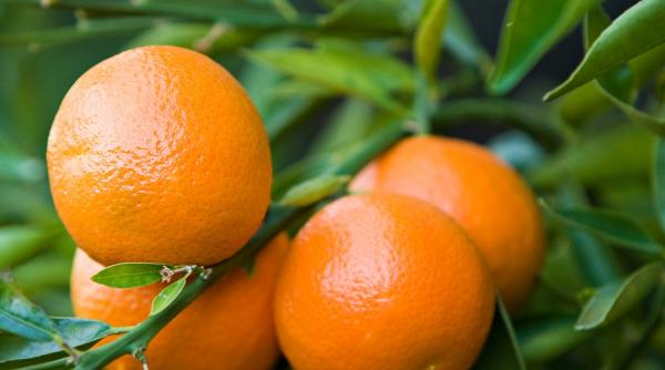 mananca inteligent mandarine