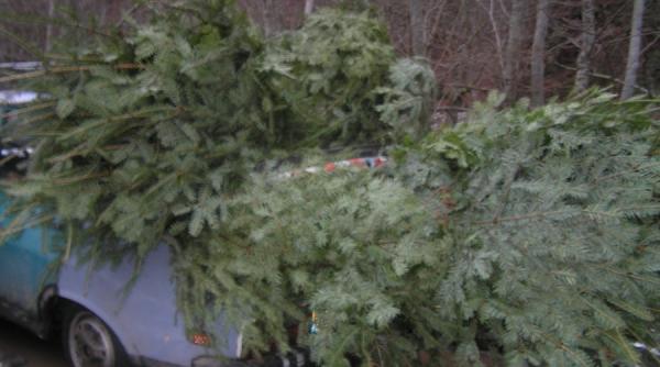 valcea brazi de craciun taiati ilegal din paduri