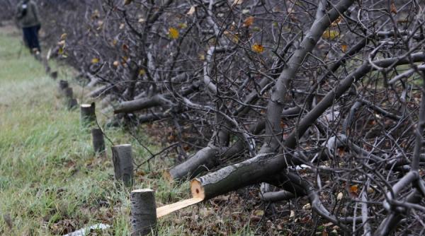 dezastru baneasa defrisata in miez de noapte