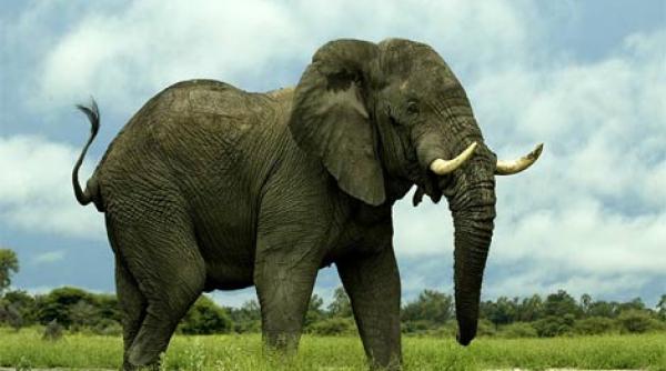 la gradina zoologica elefantii traiesc mai putin