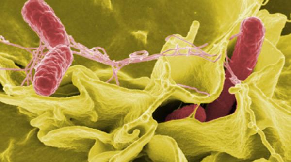 nanotehnologia va putea fi folosita in industria alimentara