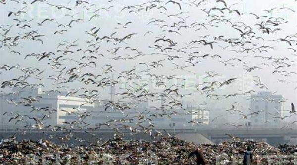 sunday times pescarusii invadeaza orasele britanice