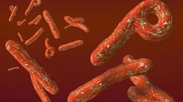a fost descoperita structura proteinei cheie a virusului ebola