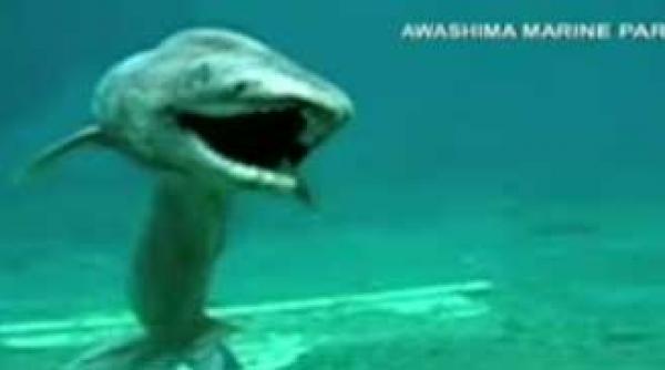 chlamydoselachus anguineus dinozaurul oceanelor video