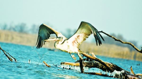 ecologistii denunta vanatoarea ilegala opriti braconajul in delta