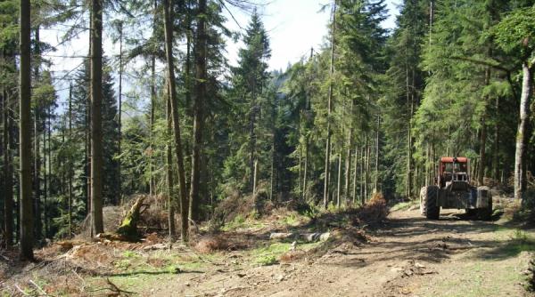 primarul din ceahlau la olaf escrocheria isi taie fagas prin codri cu drujbele