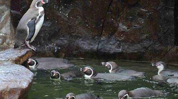 kentucky pinguinul caruia nu i place apa video