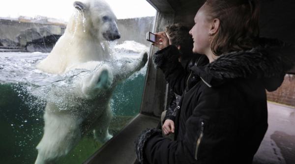 tandreturi de urs polar foto