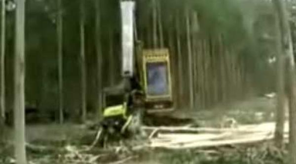 terminatorul de copaci