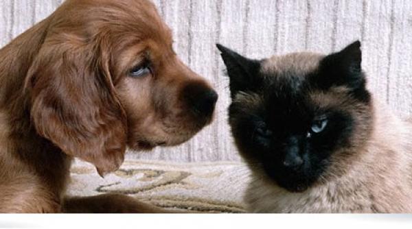 microcipuri pentru caini si pisici