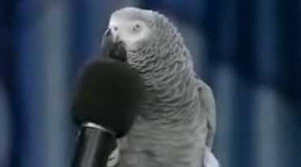 raspunsurile lui einstein