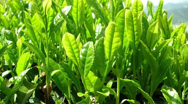 beneficiile ceaiului verde sunt sustinute stiintific
