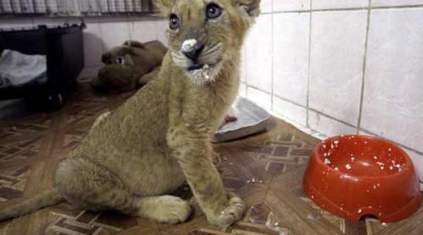 imaginile zilei 3 februarie 2009 foto