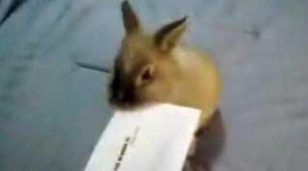 ustensile demodate coupe papier