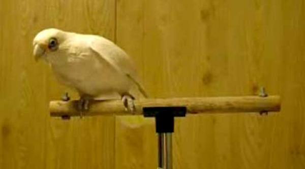 frostie rock 039 n roll