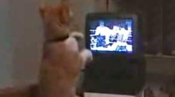 unora le place boxul