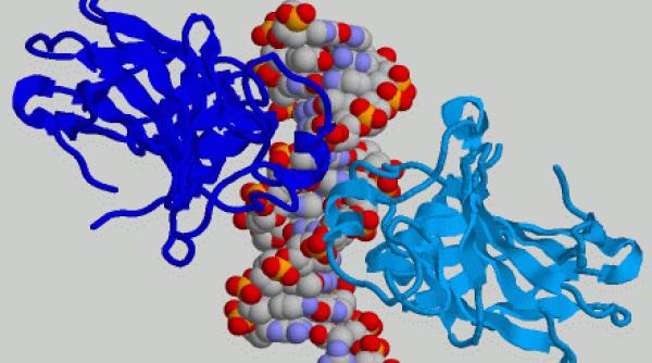 gena p53 cheia invingerii cancerului