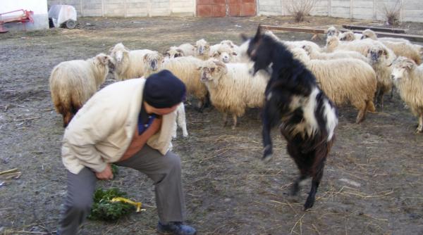 jale in fagaras gospodarii condamnati la saracie