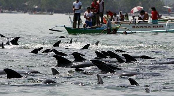 peste 200 de delfini au esuat pe plajele din filipine