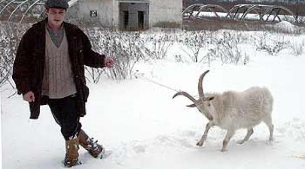 rusii cer lapte uman de la capre