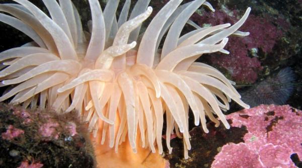 trei noi specii descoperite intr o calatorie spre fundul oceanului