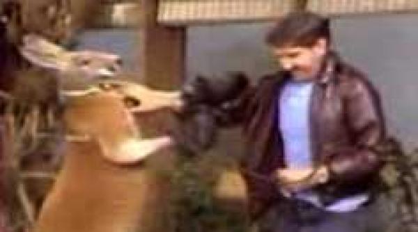 cangurii nu sunt pe cale de disparitie