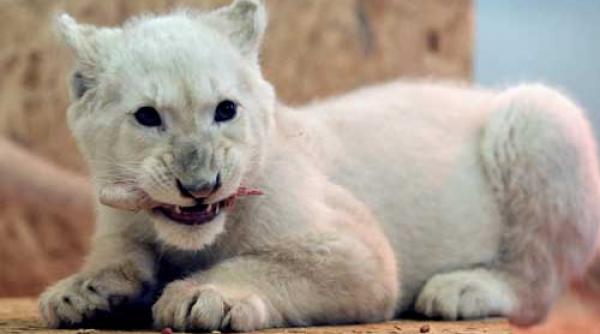 imaginile zilei foto