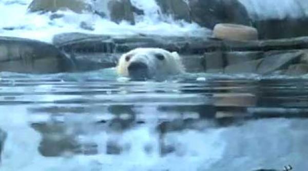 la scaldat aurora si anana