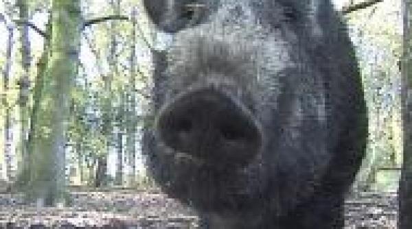 braconaj mistretul sub pat vanatorul dupa dulap