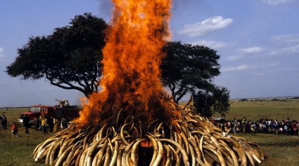 vietnam braconajul de fildes este incurajat chiar de legislatie