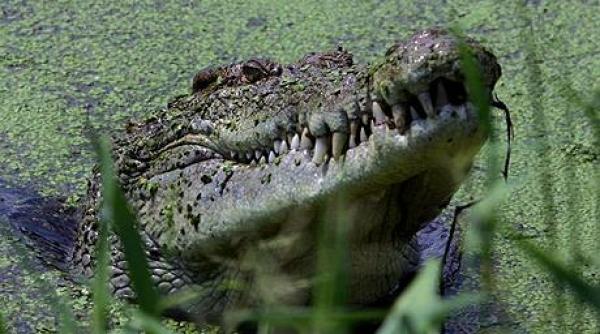 australia ramasitele unui baiat dat disparut descoperite in stomacul unui crocodil