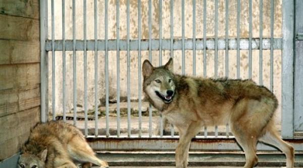 oamenii de stiinta sud coreeni vor sa imperecheze doi lupi clonati