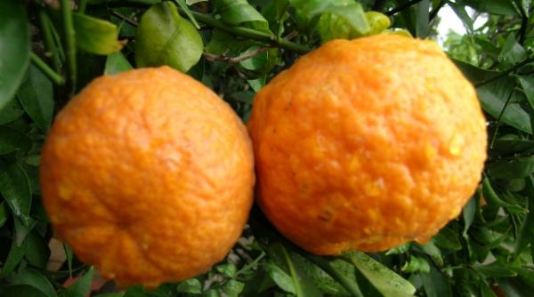 motiv de galceava spaniolii si israelienii se cearta pe mandarine