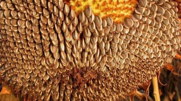 romania campion la exportul de mizilic