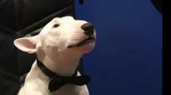 armani isi cheama mama video