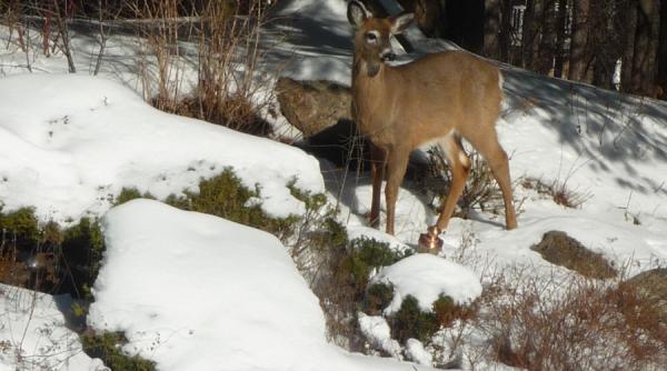 la padurea care aluneca gingase caprioare in toronto
