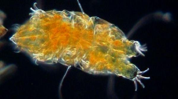tardigrazii singurele animale ce supravietuiesc in spatiu