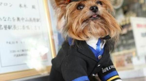 un caine si doua pisici lucreaza sefi de gara in japonia