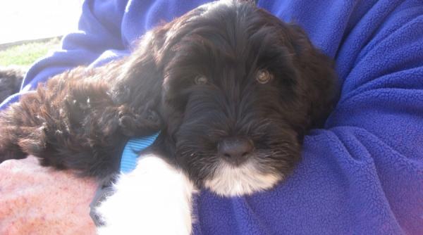 decizie catelul fetelor obama