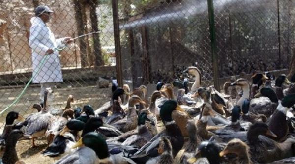 virusul h5n1 al gripei aviare loveste in egipt