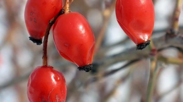 mananca inteligent macese