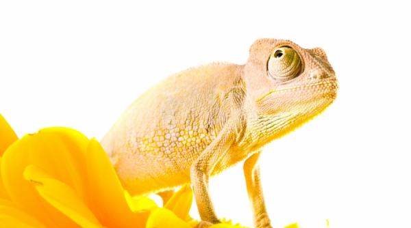 mincinosul autor britanic personaje savuroase