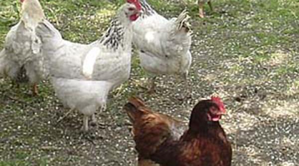 alerta europa aviara