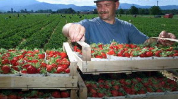 adio capsunari romani spaniolii trec la munca de jos