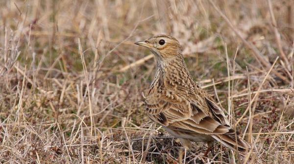 covasna ciocarliile au revenit in tara cu o luna mai devreme