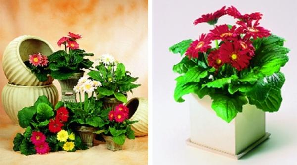 gerbera perfectiunea unei flori