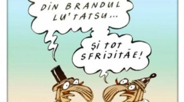 sclipirile lui bobita